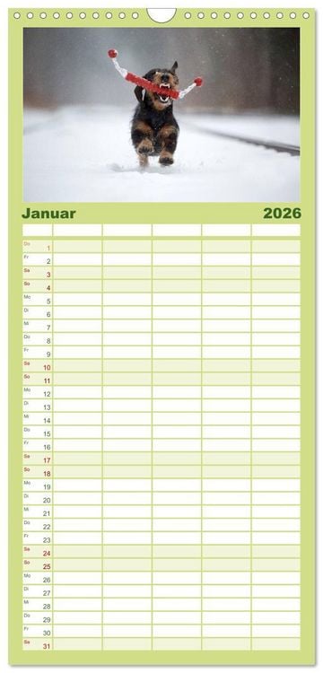 Produktbild: Familienplaner 2026 - DACKEL DACHSHUND TECKEL 2026 mit 5 Spalten (Wandkalender, 21 x 45 cm) CALVENDO
