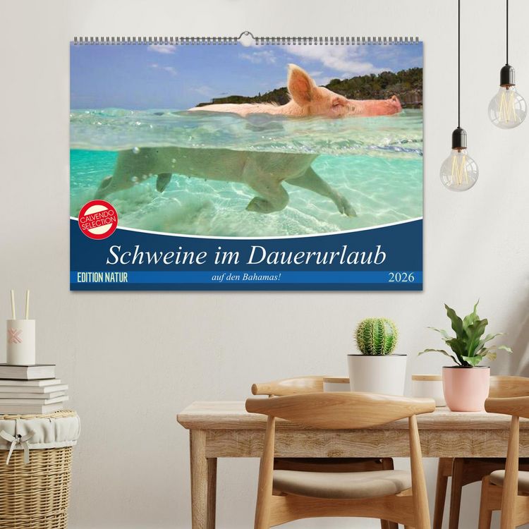 Produktbild: Schweine im Dauerurlaub auf den Bahamas! (Wandkalender 2026 DIN A2 quer), CALVENDO Monatskalender