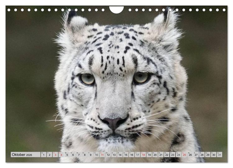 Produktbild: Schneeleoparden. Perfekte Raubkatzen-Sch&ouml;nheiten (Wandkalender 2026 DIN A4 quer), CALVENDO Monatskalender