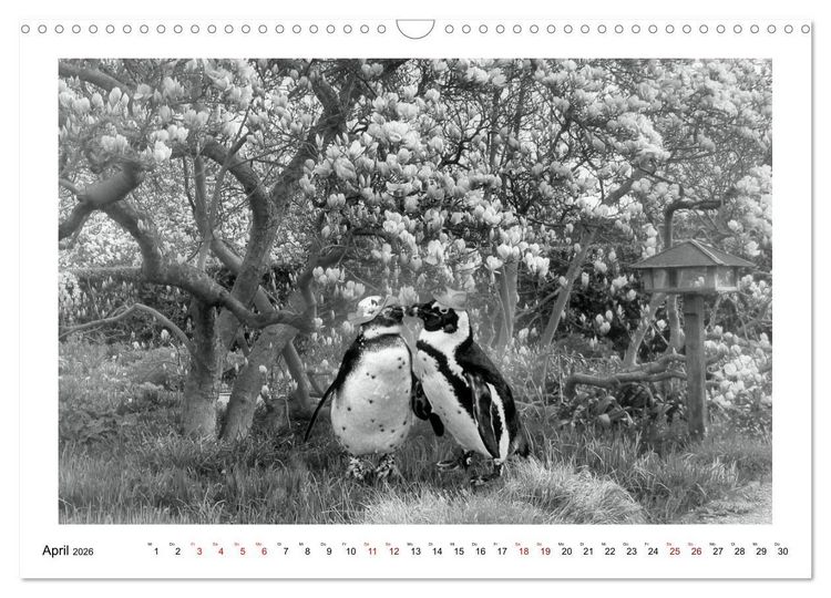 Produktbild: Pinguine privat (Wandkalender 2026 DIN A3 quer), CALVENDO Monatskalender