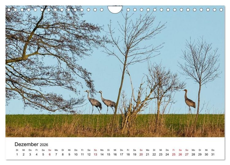Produktbild: Kraniche im Erzgebirge (Wandkalender 2026 DIN A4 quer), CALVENDO Monatskalender