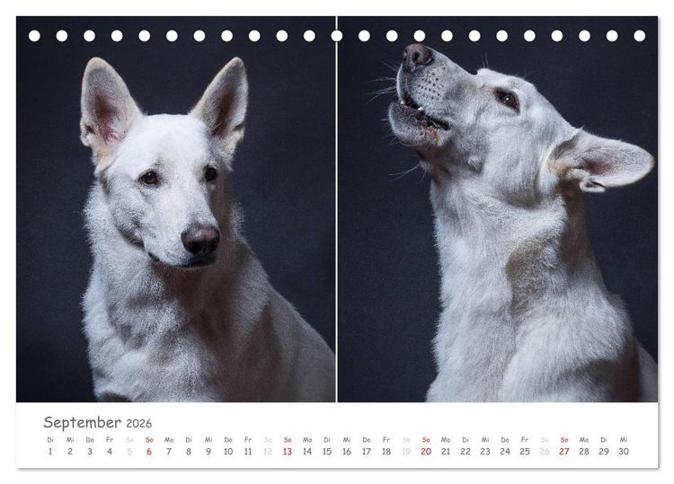 Produktbild: charakterstarke Hunde, wundersch&ouml;ne Hundeportraits (Tischkalender 2026 DIN A5 quer), CALVENDO Monatskalender