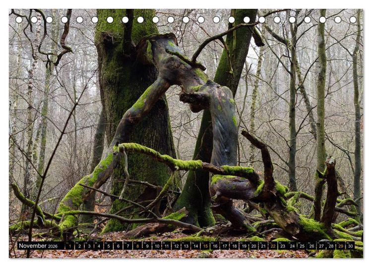 Produktbild: Magische Waldwesen (Tischkalender 2026 DIN A5 quer), CALVENDO Monatskalender
