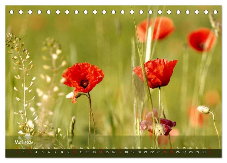 Produktbild: Mohntr&auml;ume (Tischkalender 2026 DIN A5 quer), CALVENDO Monatskalender