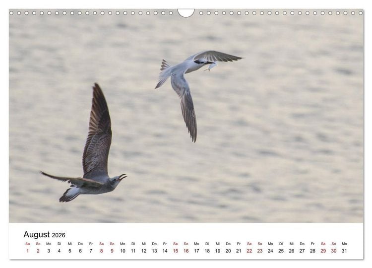 Produktbild: M&ouml;wen am Meer (Wandkalender 2026 DIN A3 quer), CALVENDO Monatskalender