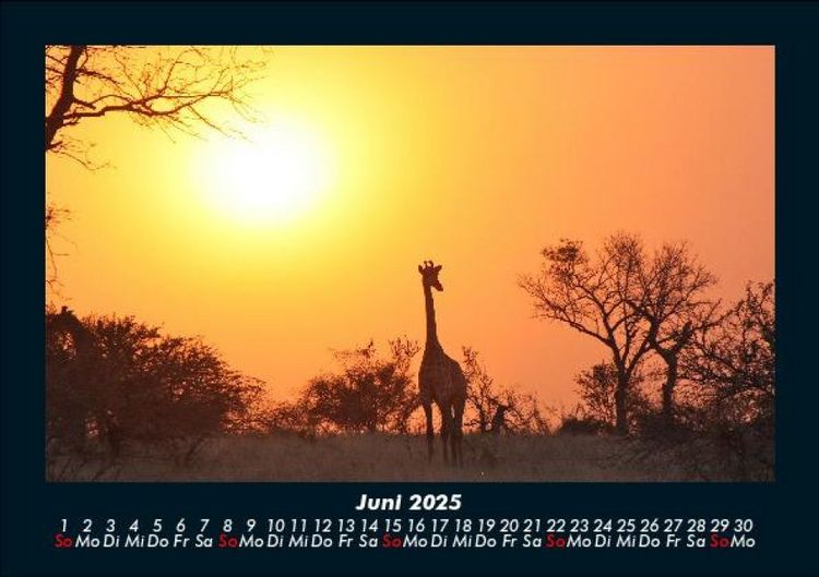 Produktbild: Giraffen 2025 Fotokalender DIN A5