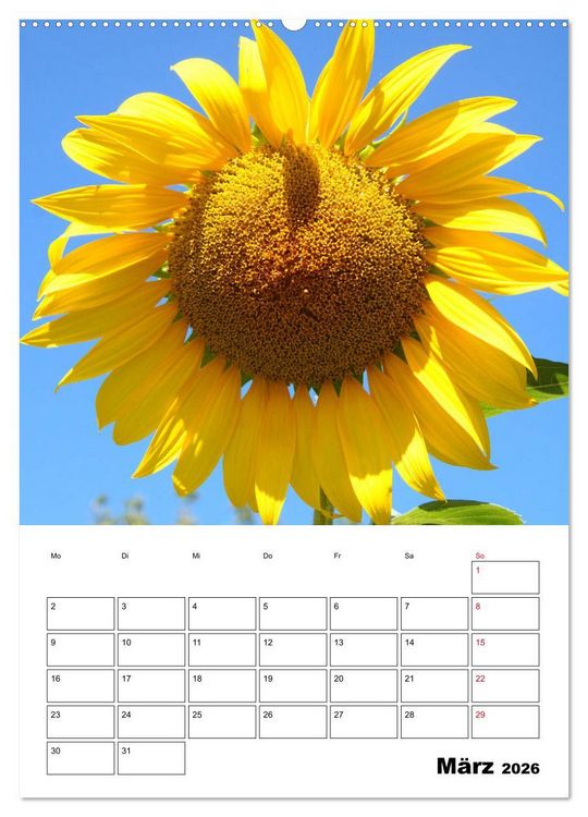 Produktbild: Leuchtende Sonnenblumen (Wandkalender 2026 DIN A2 hoch), CALVENDO Monatskalender