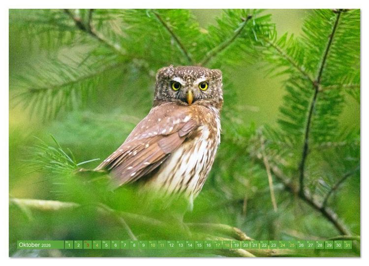 Produktbild: Wald-Kindergarten: Tierkinder im Wald (hochwertiger Premium Wandkalender 2026 DIN A2 quer), Kunstdruck in Hochglanz