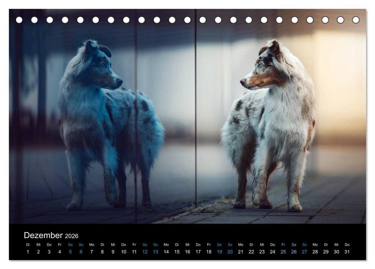 Produktbild: Australian Shepherd - Vielfalt in einer Rasse (Tischkalender 2026 DIN A5 quer), CALVENDO Monatskalender