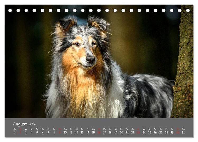 Produktbild: Einmal Collie - immer Collie (Tischkalender 2026 DIN A5 quer), CALVENDO Monatskalender