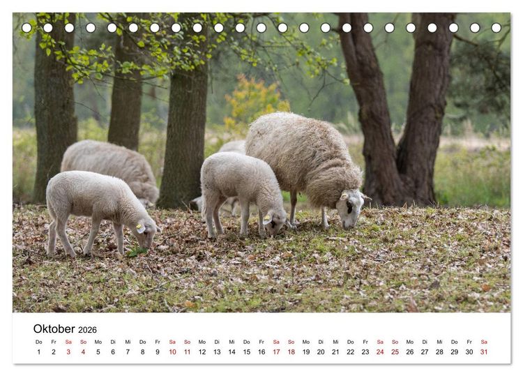 Produktbild: Alte Nutztierrassen 2026 (Tischkalender 2026 DIN A5 quer), CALVENDO Monatskalender