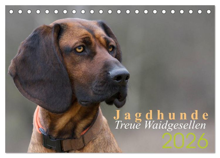 Produktbild: Jagdhunde - Treue Waidgesellen (Tischkalender 2026 DIN A5 quer), CALVENDO Monatskalender