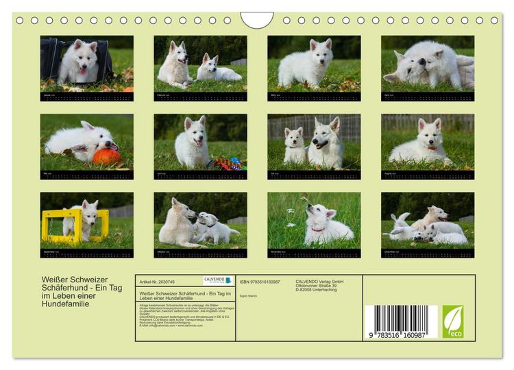 Produktbild: Wei&szlig;er Schweizer Sch&auml;ferhund - Ein Tag im Leben einer Hundefamilie (Wandkalender 2026 DIN A4 quer), CALVENDO Monatskalender