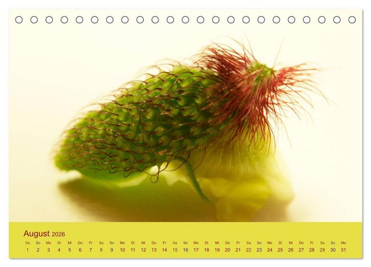 Produktbild: Fantastische Reise in die Welt der Blumen (Tischkalender 2026 DIN A5 quer), CALVENDO Monatskalender