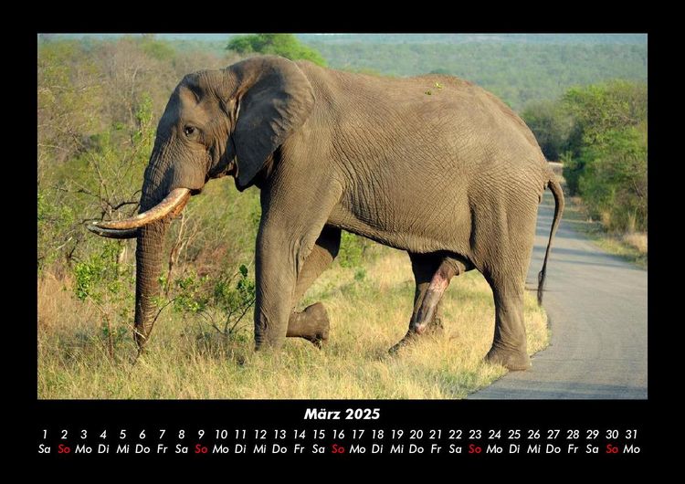 Produktbild: Der Elefantenkalender 2025 Fotokalender DIN A3