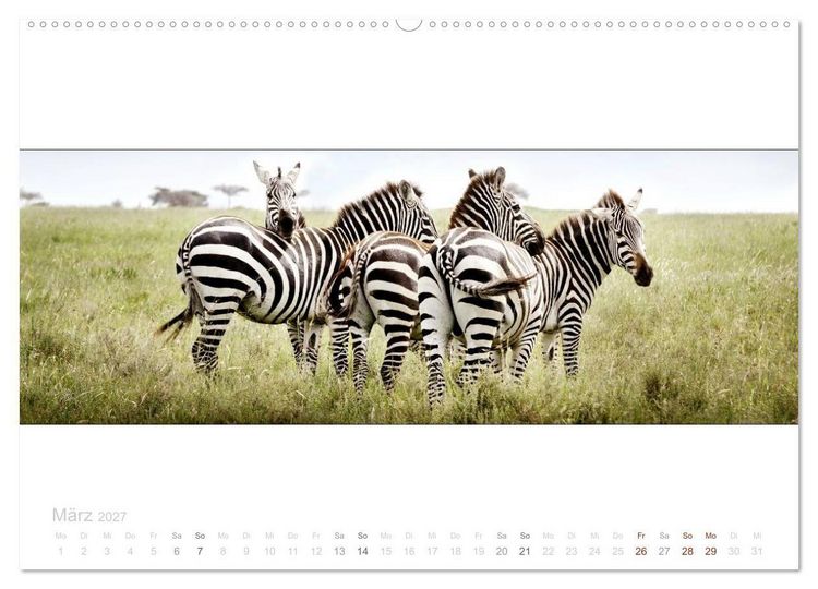 Produktbild: Serengeti Panorama (Wandkalender 2027 DIN A2 quer), CALVENDO Monatskalender