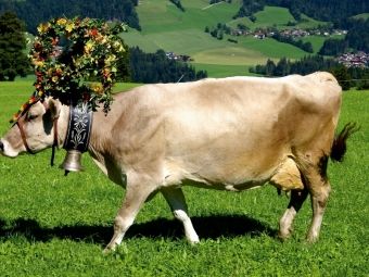Produktbild: CALVENDO Puzzle Kuh mit Krone | 1000 Teile Lege-Gr&ouml;&szlig;e 64x48cm Foto-Puzzle f&uuml;r gl&uuml;ckliche Stunden