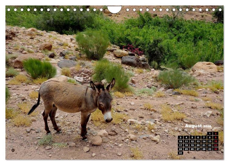 Produktbild: Jordanien. K&ouml;nigreich in der W&uuml;ste (Wandkalender 2026 DIN A4 quer), CALVENDO Monatskalender