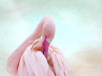 Produktbild: CALVENDO Puzzle Rosa Flamingo | 1000 Teile Lege-Gr&ouml;&szlig;e 64x48cm Foto-Puzzle f&uuml;r gl&uuml;ckliche Stunden