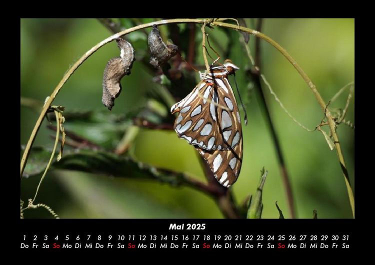 Produktbild: Bunte Pracht der Schmetterlinge 2025 Fotokalender DIN A3