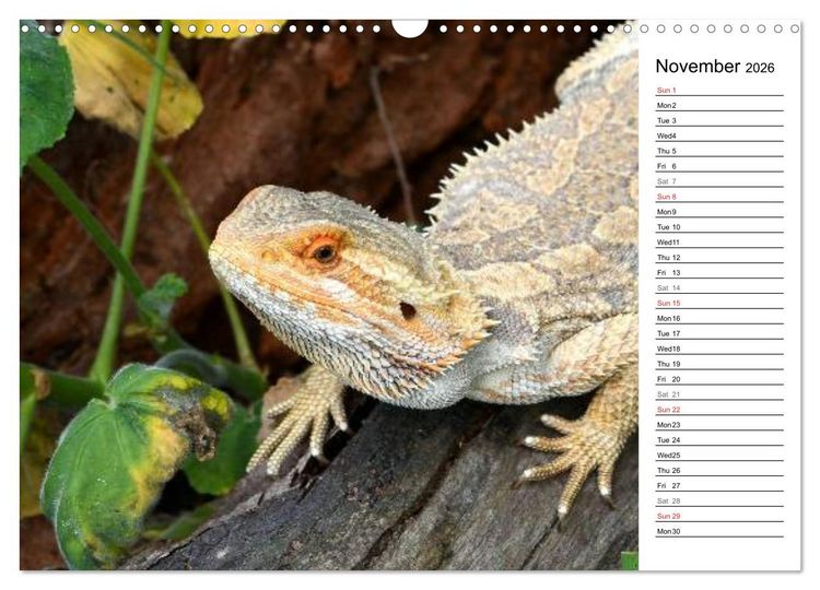 Produktbild: Close to Australian Bearded Dragons (Wall Calendar 2026 DIN A3 landscape), CALVENDO 12 Month Wall Calendar