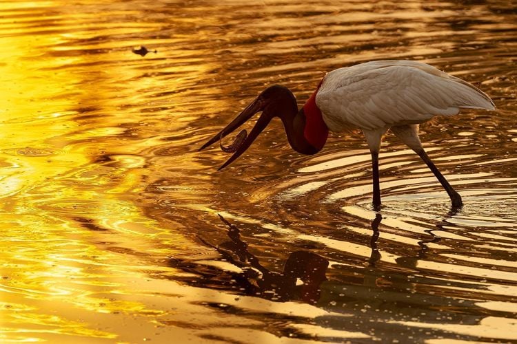 Produktbild: Pantanal