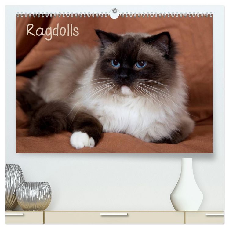 Produktbild: Ragdolls (hochwertiger Premium Wandkalender 2026 DIN A2 quer), Kunstdruck in Hochglanz