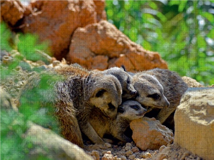 Produktbild: CALVENDO Puzzle Erdm&auml;nnchens Kinderstube 1000 Teile Lege-Gr&ouml;&szlig;e 64 x 48 cm Foto-Puzzle Bild von Ingo Laue