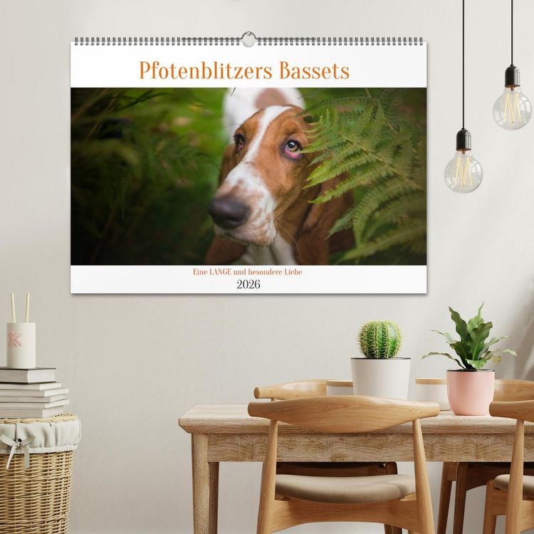 Produktbild: Der Basset, eine LANGE und besondere Liebe (Wandkalender 2026 DIN A2 quer), CALVENDO Monatskalender