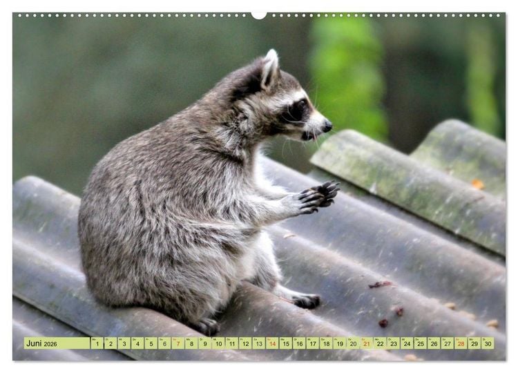 Produktbild: Der Waschb&auml;r - Der Maskentr&auml;ger in unseren W&auml;ldern (Wandkalender 2026 DIN A2 quer), CALVENDO Monatskalender
