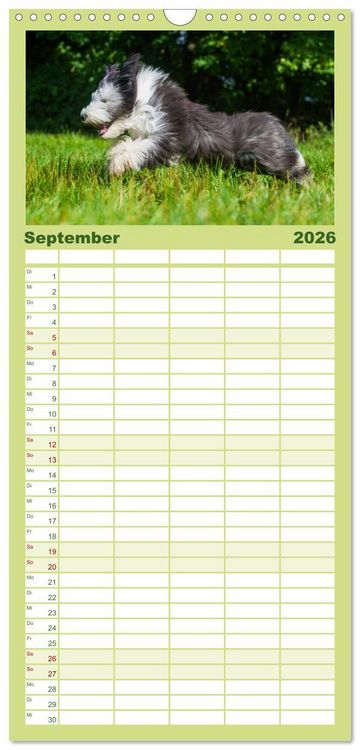 Produktbild: Familienplaner 2026 - Liebenswerter Clown Bearded Collie mit 5 Spalten (Wandkalender, 21 x 45 cm) CALVENDO