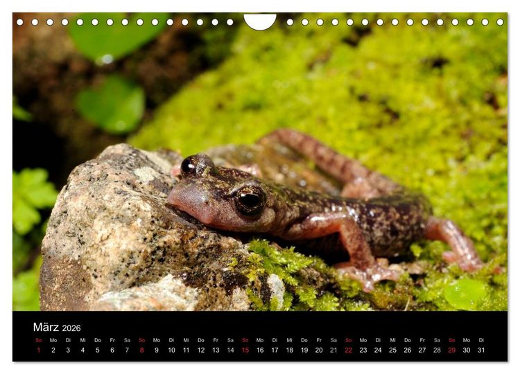 Produktbild: Salamander und Molche (Wandkalender 2026 DIN A4 quer), CALVENDO Monatskalender