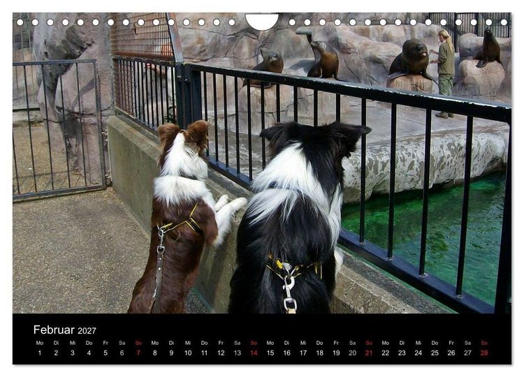 Produktbild: Border Collies machen Urlaub in D&auml;nemark (Wandkalender 2027 DIN A4 quer), CALVENDO Monatskalender