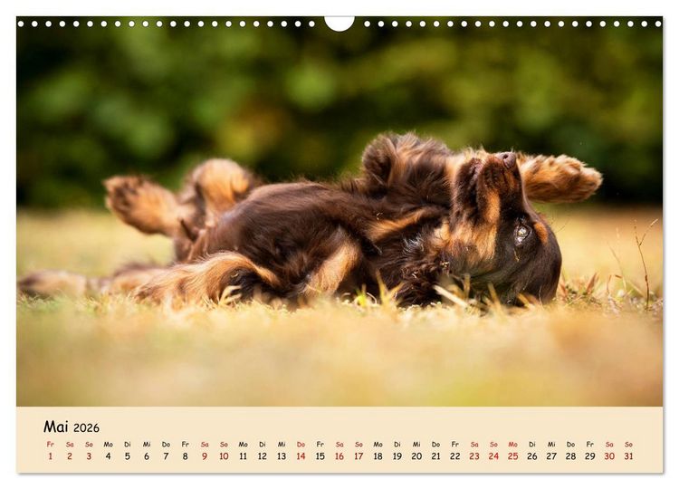Produktbild: Elvis ein Engl. Cocker Spaniel wird Gro&szlig; (Wandkalender 2026 DIN A3 quer), CALVENDO Monatskalender