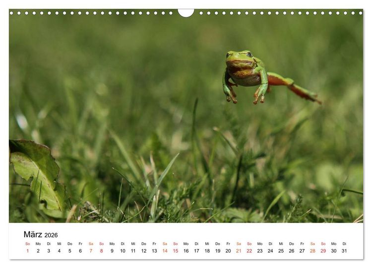 Produktbild: Besucher im Garten - Laubfr&ouml;sche (Wandkalender 2026 DIN A3 quer), CALVENDO Monatskalender