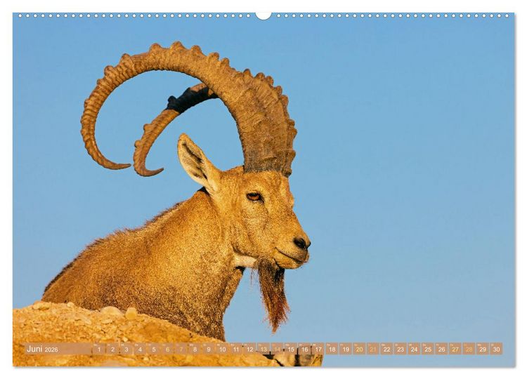Produktbild: Auf Entdeckertour in Israel (hochwertiger Premium Wandkalender 2026 DIN A2 quer), Kunstdruck in Hochglanz