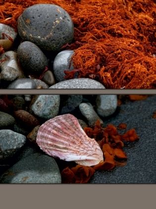 Produktbild: CALVENDO Puzzle Steine und Muscheln am Strand | 1000 Teile Lege-Gr&ouml;&szlig;e 64x48cm Foto-Puzzle f&uuml;r gl&uuml;ckliche Stunden