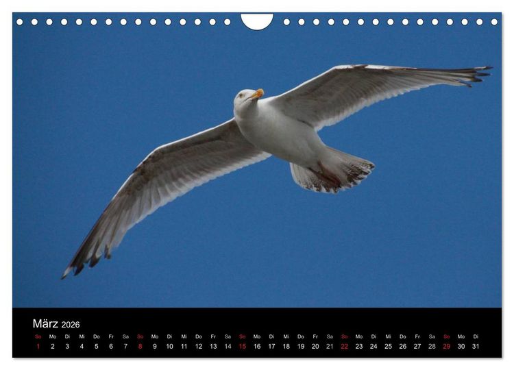 Produktbild: Spontane Fotografie - M&ouml;wen (Wandkalender 2026 DIN A4 quer), CALVENDO Monatskalender