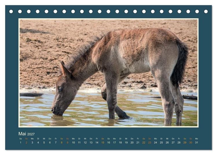 Produktbild: Die letzten Wilden - freilebende Pferde in D&uuml;lmen (Tischkalender 2027 DIN A5 quer), CALVENDO Monatskalender