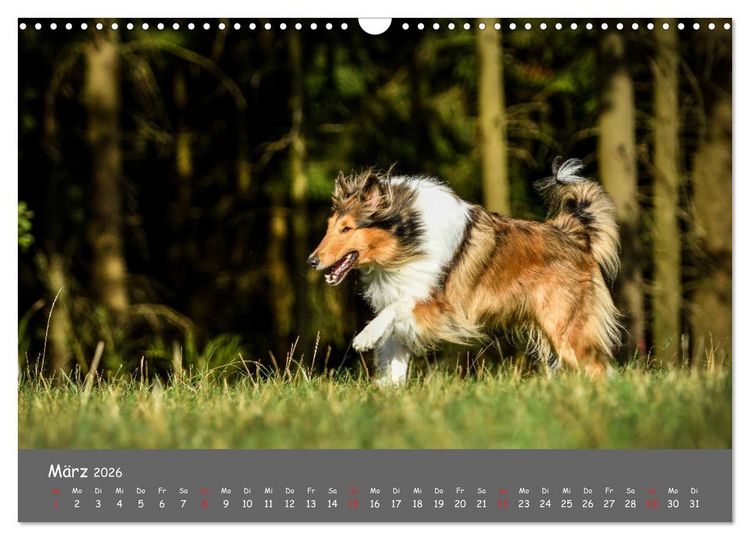 Produktbild: Einmal Collie - immer Collie (Wandkalender 2026 DIN A3 quer), CALVENDO Monatskalender