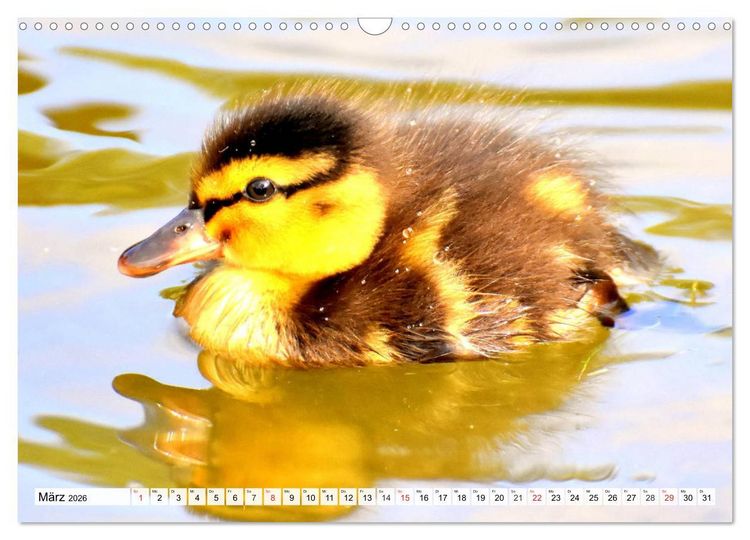 Produktbild: Enten. Bezaubernde und beliebte Schwimmer (Wandkalender 2026 DIN A3 quer), CALVENDO Monatskalender