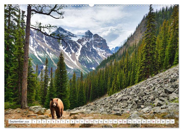 Produktbild: KANADA - Die B&auml;ren der Rocky Mountains (hochwertiger Premium Wandkalender 2026 DIN A2 quer), Kunstdruck in Hochglanz