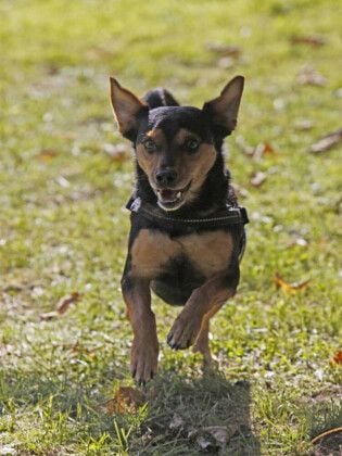 Produktbild: CALVENDO Puzzle Rennender Mischlingshund | 1000 Teile Lege-Gr&ouml;&szlig;e 64x48cm Foto-Puzzle f&uuml;r gl&uuml;ckliche Stunden