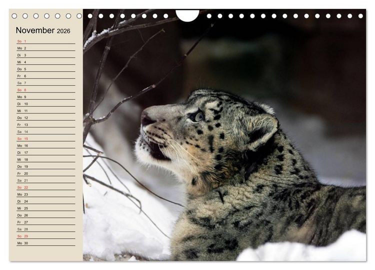 Produktbild: Schneeleoparden. Geschmeidige Gebirgsj&auml;ger (Wandkalender 2026 DIN A4 quer), CALVENDO Monatskalender