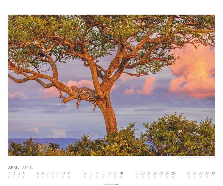 Produktbild: African Wildlife Kalender 2027