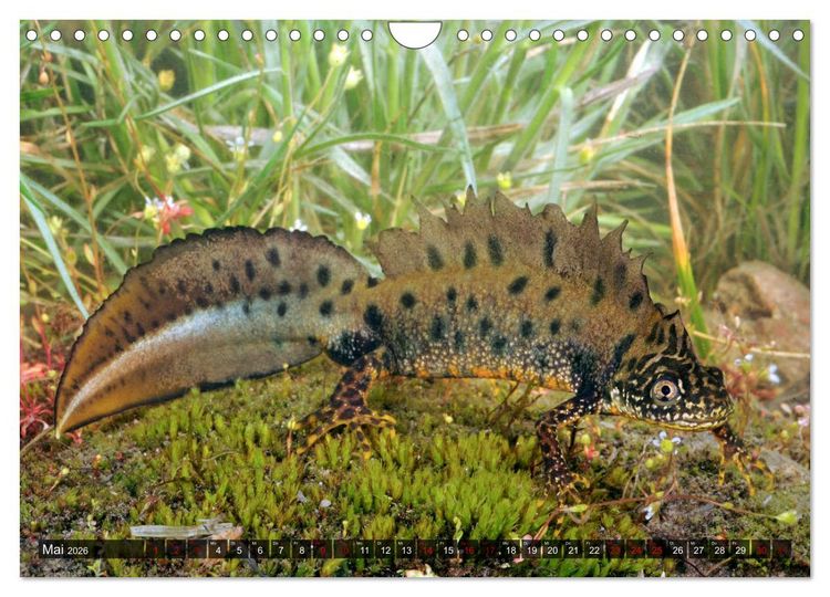 Produktbild: Heimische Amphibien (Wandkalender 2026 DIN A4 quer), CALVENDO Monatskalender
