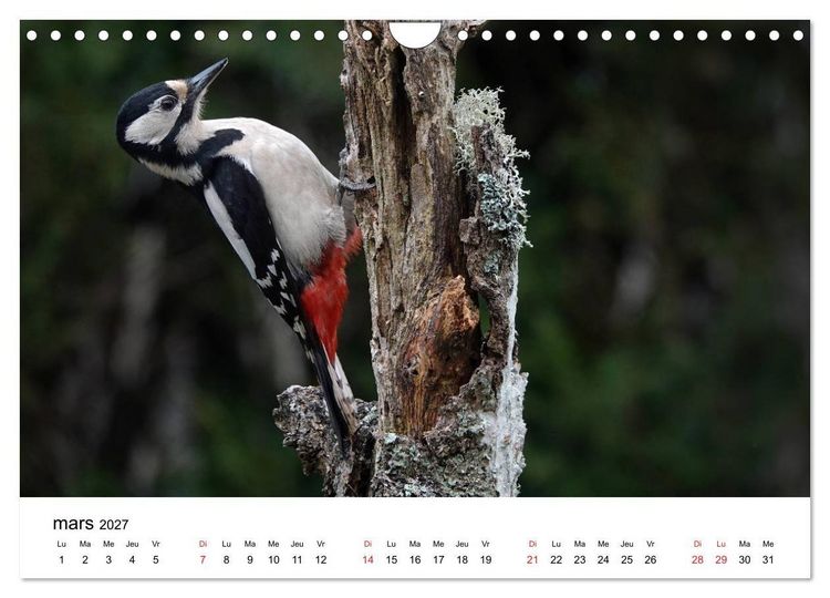Produktbild: Oiseaux de nos villages en G&acirc;tinais (Calendrier mural 2027 DIN A4 vertical), CALVENDO calendrier mensuel