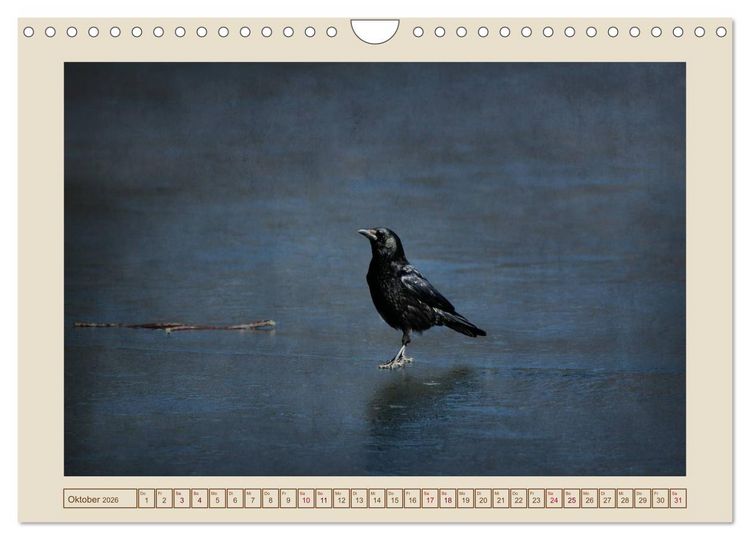 Produktbild: V&ouml;gel am Chemnitzer Schlossteich (Wandkalender 2026 DIN A4 quer), CALVENDO Monatskalender