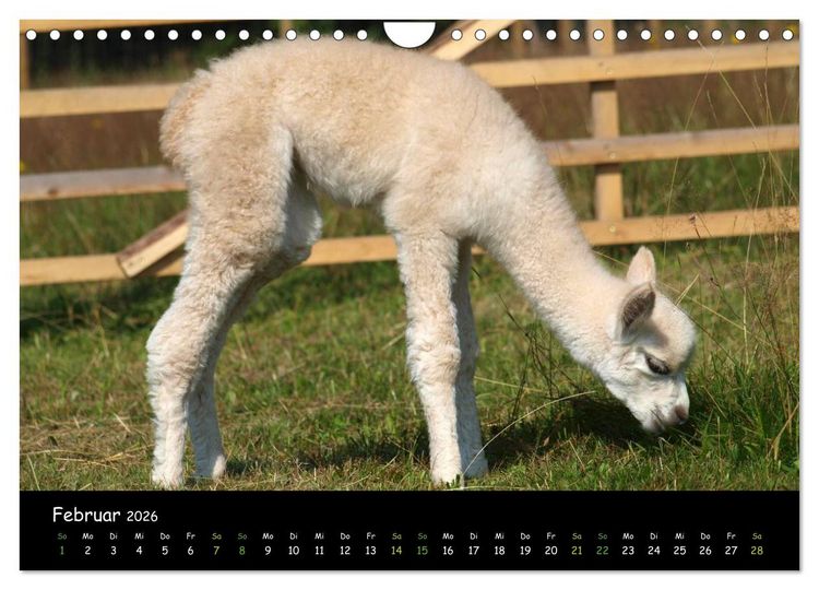 Produktbild: Alpakas zum Verlieben (Wandkalender 2026 DIN A4 quer), CALVENDO Monatskalender