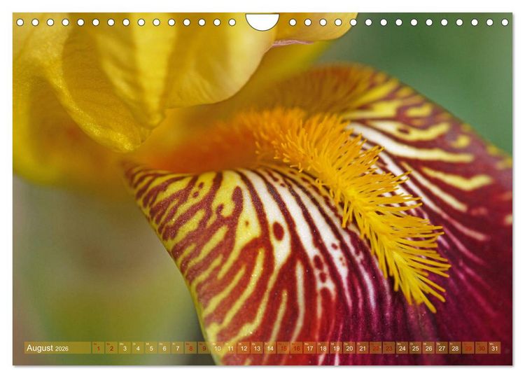 Produktbild: Iris - mond&auml;ne Gartensch&ouml;nheit (Wandkalender 2026 DIN A4 quer), CALVENDO Monatskalender